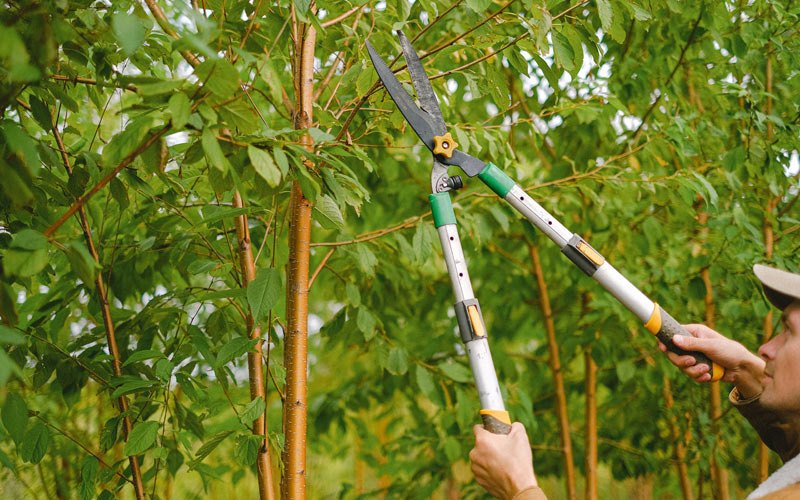 Tree trimming in Ambia, IN